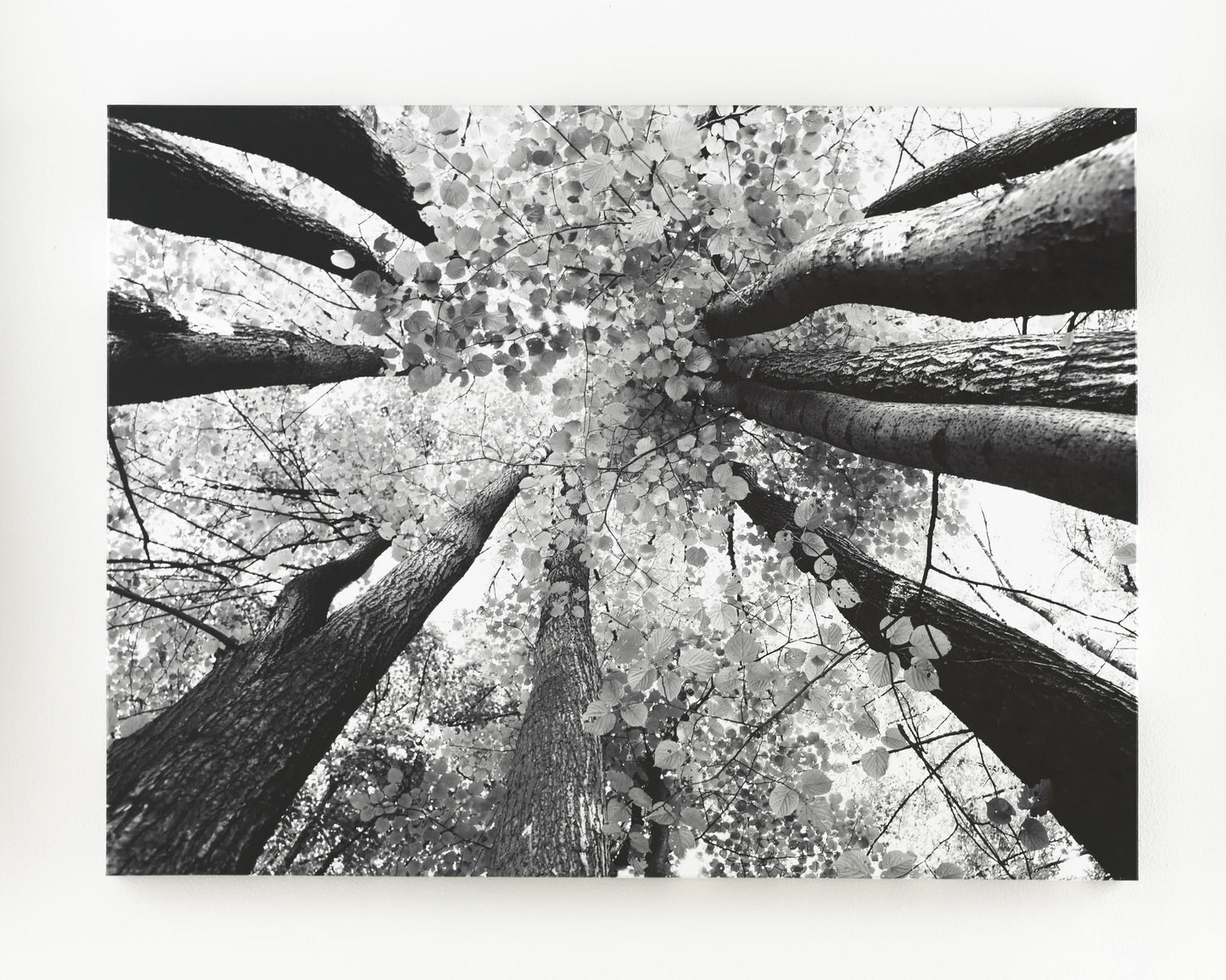 Ananya - Black/White - Wall Art